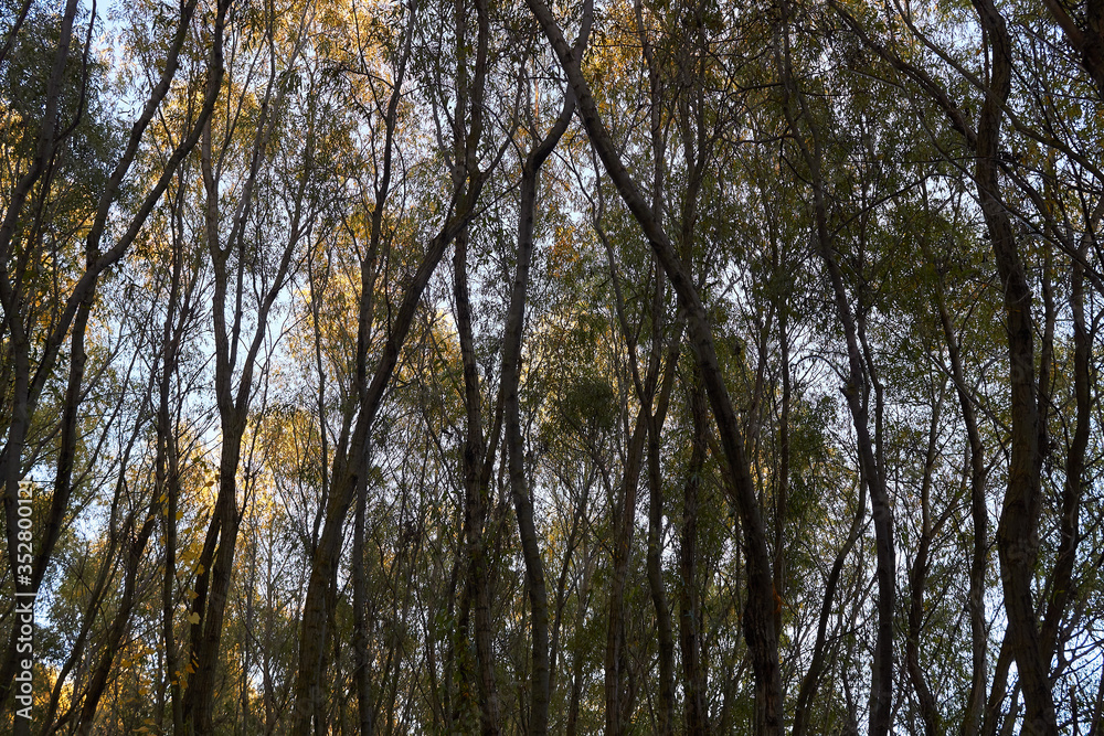 The trunks and crowns of the willow trees at the forest The trunks and crowns of the willow trees at the forest