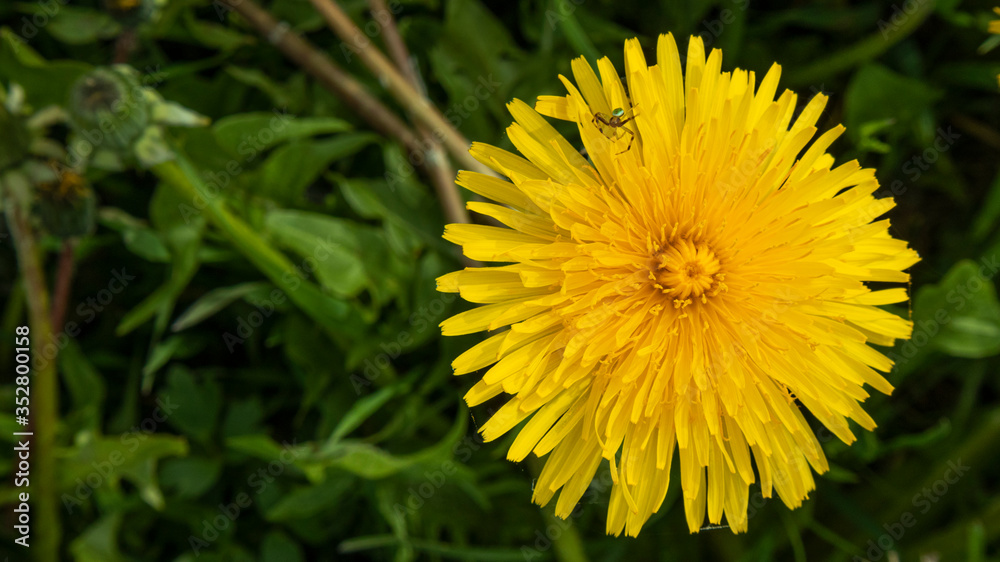 spider on a yellow dandelion close up