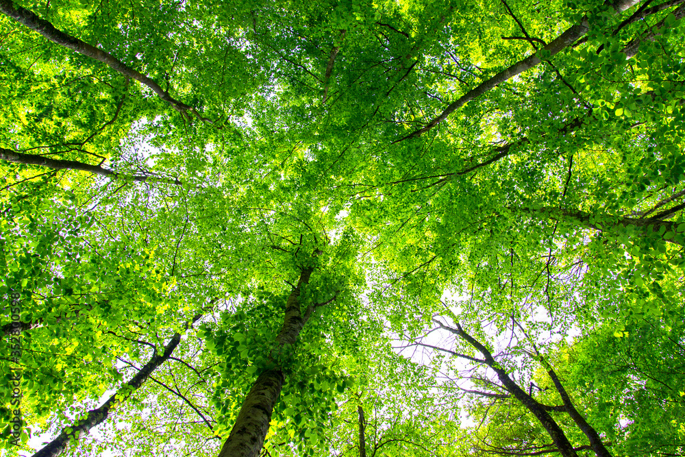 Nature forest background. Fresh spring green foliage of treetops. Nature forest background. Fresh spring green foliage of treetops.