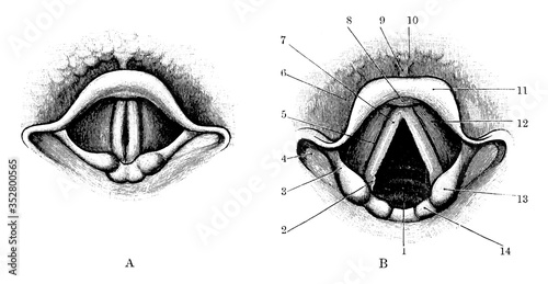 Photography Cavity of larynx through laryngoscope, vintage illustration.