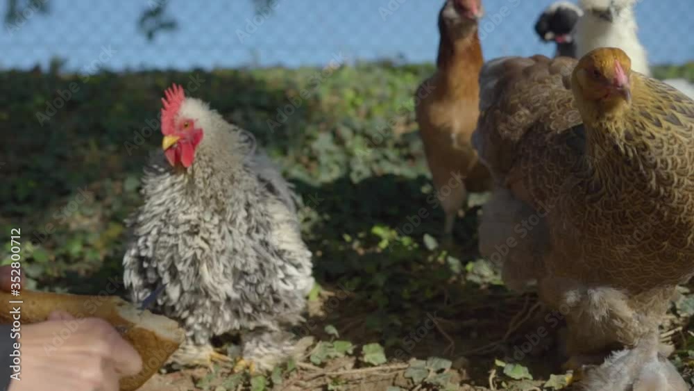 Poule
