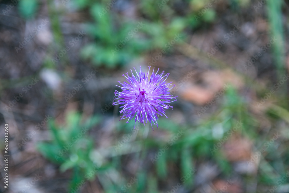 Small flower on blurred forest background. Small flower on blurred forest background.