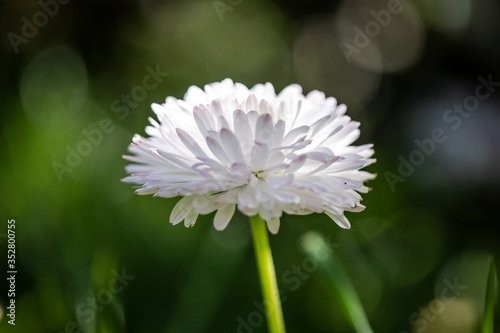 close up of white chrysanth...