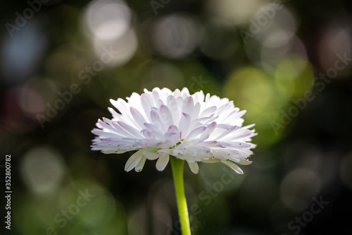 pink dahlia flower