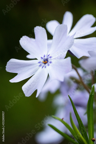 white flower in the garden