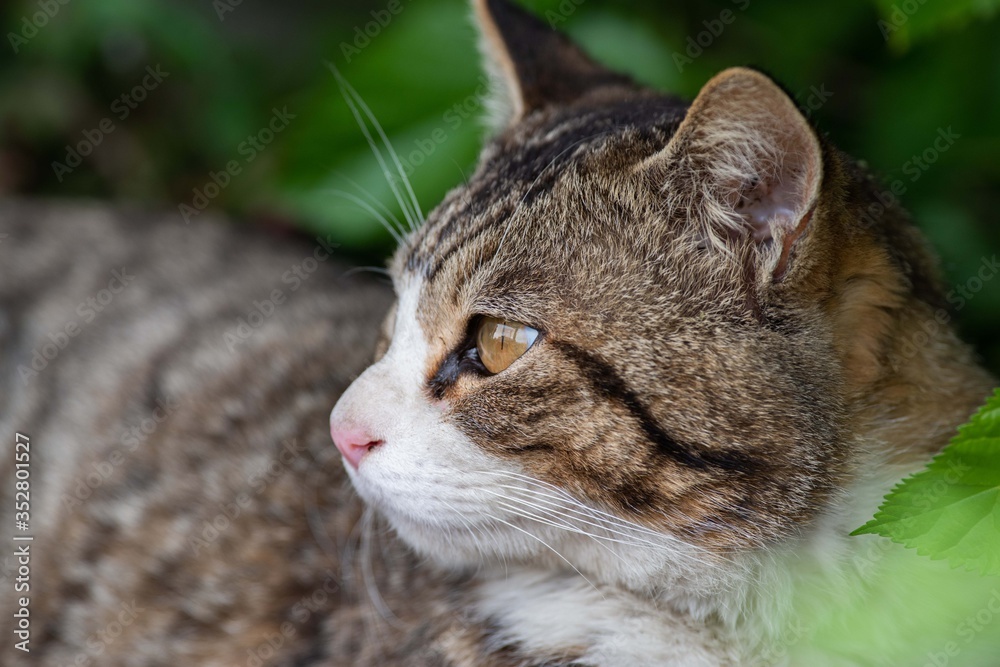 猫の横顔 キジトラ猫 キジトラ白 猫の横顔 キジトラ猫 キジトラ白