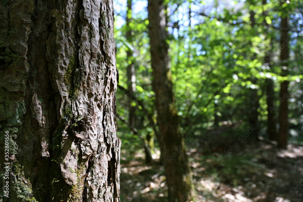 view of the woods with a beautiful bark