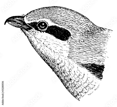 Great Grey Shrike, vintage illustration.