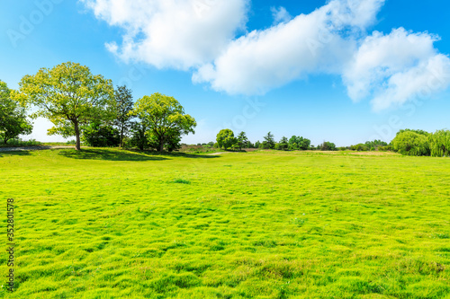 Fototapeta Naklejka Na Ścianę i Meble -  Green grass and tree under blue sky.