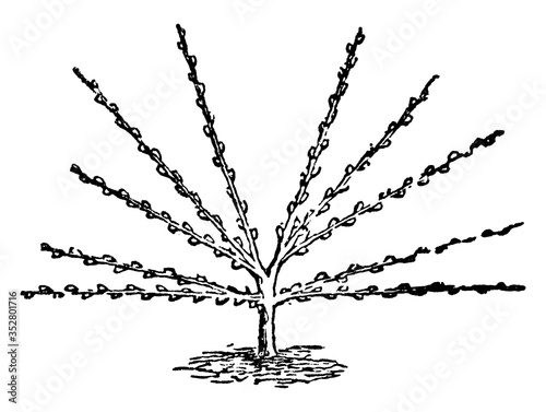 Fan-Shaped Pruning, vintage illustration.
