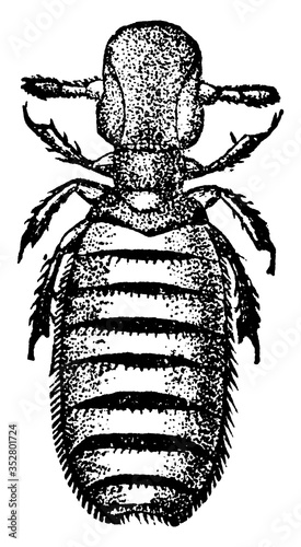 Biting louse, vintage illustration.