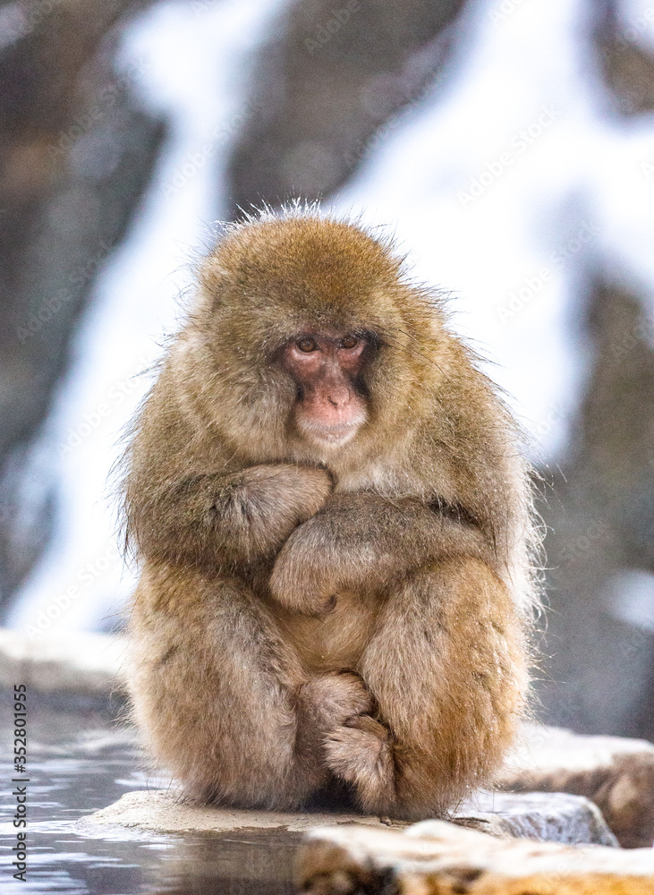 Naklejka premium Japanese macaque sitting in the snow. Japan. Nagano. Jigokudani Monkey Park.