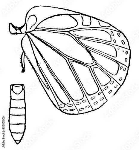 Monarch Butterfly Metathorax, vintage illustration.