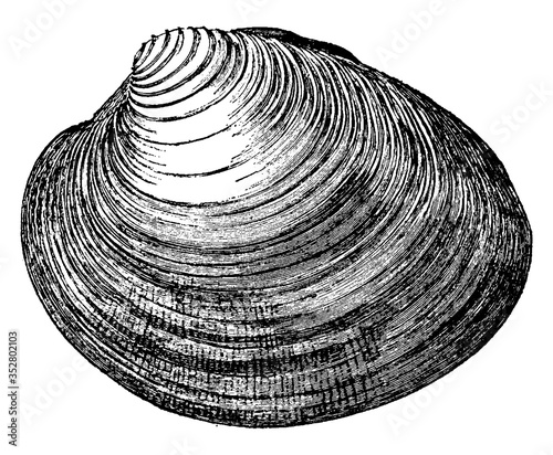 Clam, vintage illustration. photo