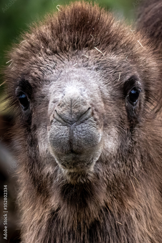 beautiful portrait of a camel
