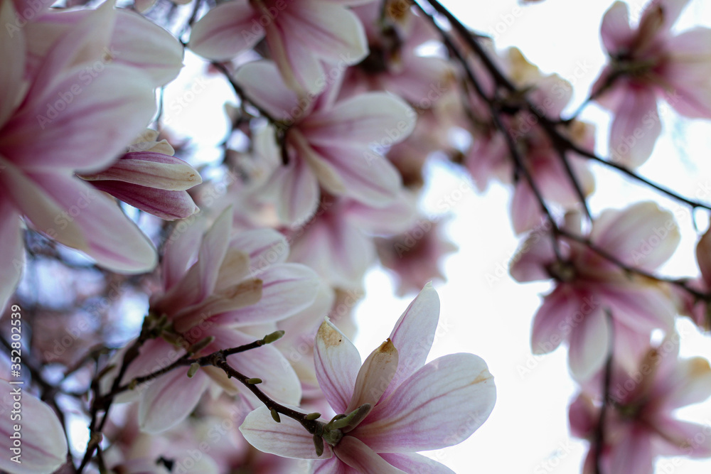 Obraz premium pink magnolia tree