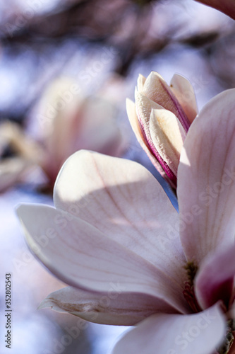 close up of magnolia flower