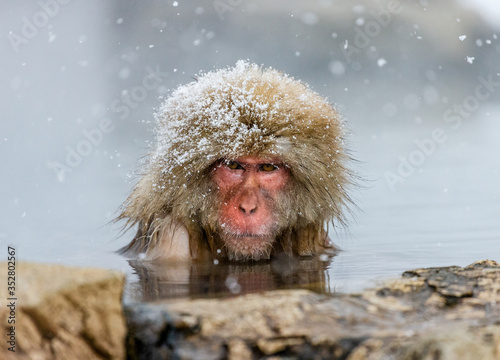 Japanese macaque sitting in water in a hot spring. Japan. Nagano. Jigokudani Monkey Park. photo