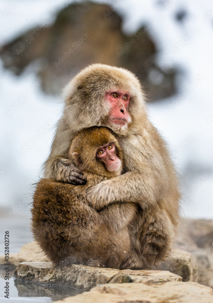 Fototapeta premium Mother with a baby Japanese macaque sitting in the snow. Japan. Nagano. Jigokudani Monkey Park.