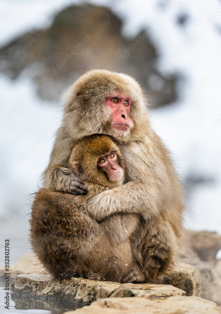 Mother with a baby Japanese macaque sitting in the snow. Japan. Nagano. Jigokudani Monkey Park. Mother with a baby Japanese macaque sitting in the snow. Japan. Nagano. Jigokudani Monkey Park.
