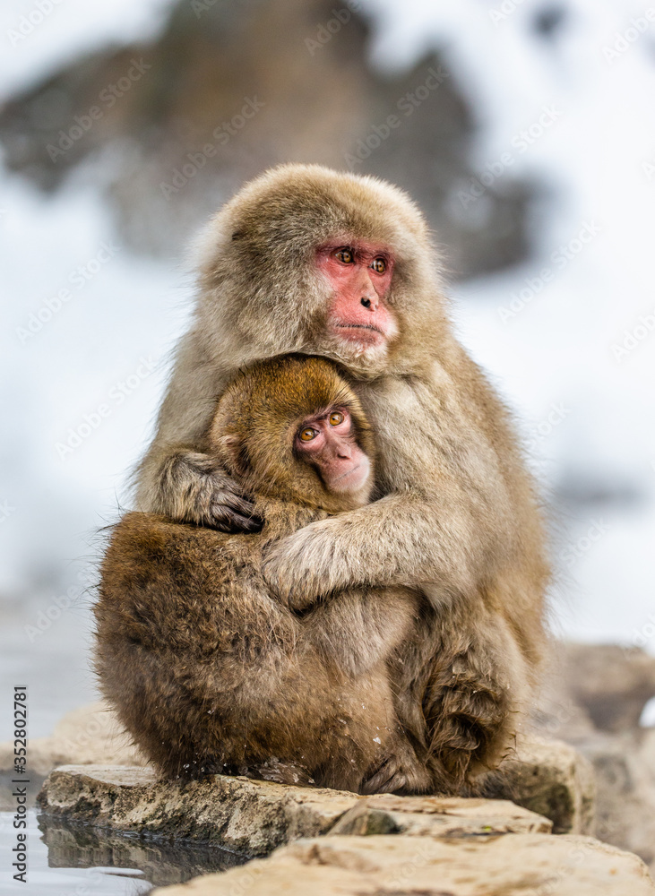 Mother with a baby Japanese macaque sitting in the snow. Japan. Nagano. Jigokudani Monkey Park. 