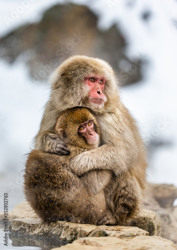 Mother with a baby Japanese macaque sitting in the snow. Japan. Nagano. Jigokudani Monkey Park.  © gudkovandrey