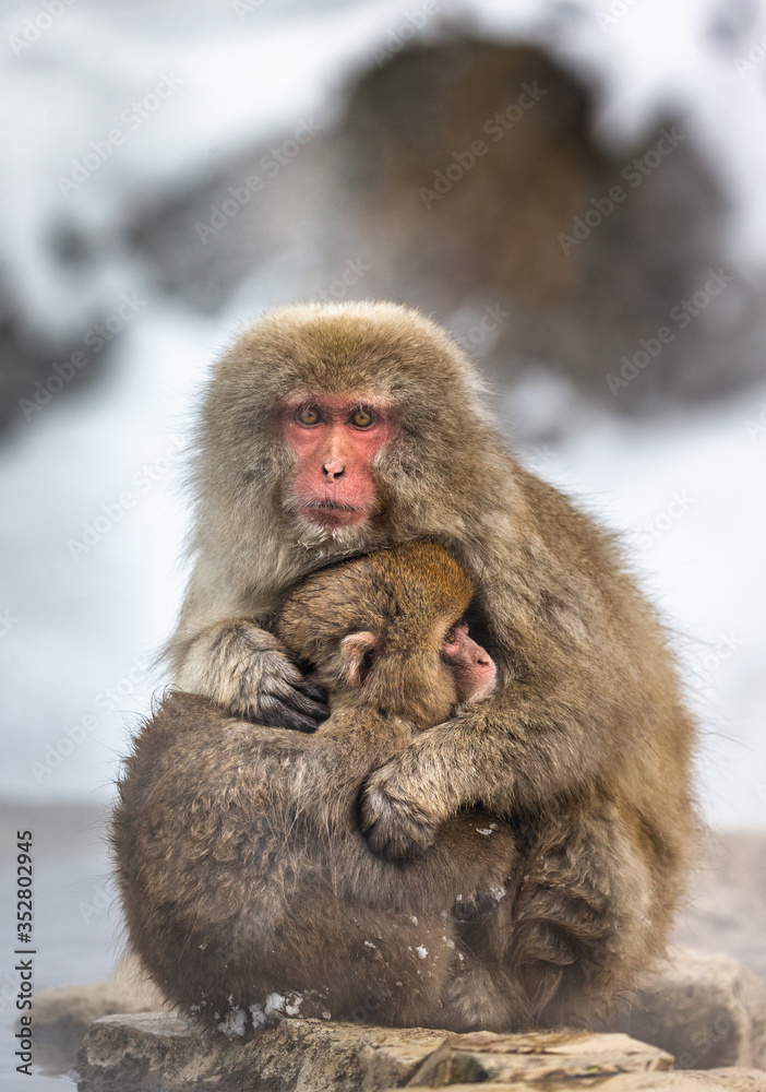 Mother with a baby Japanese macaque sitting in the snow. Japan. Nagano. Jigokudani Monkey Park. Mother with a baby Japanese macaque sitting in the snow. Japan. Nagano. Jigokudani Monkey Park.