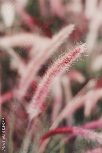 Vertical background with Purple African Fountain grass  popular decorative plant in warm climate