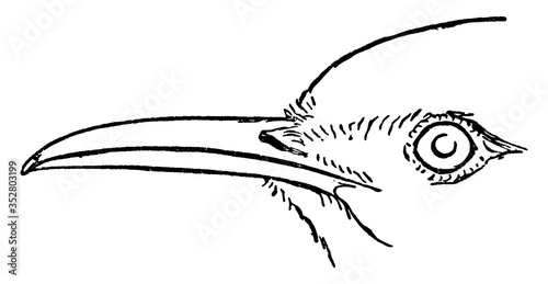 Lark or Alauda certhilauda, vintage illustration.