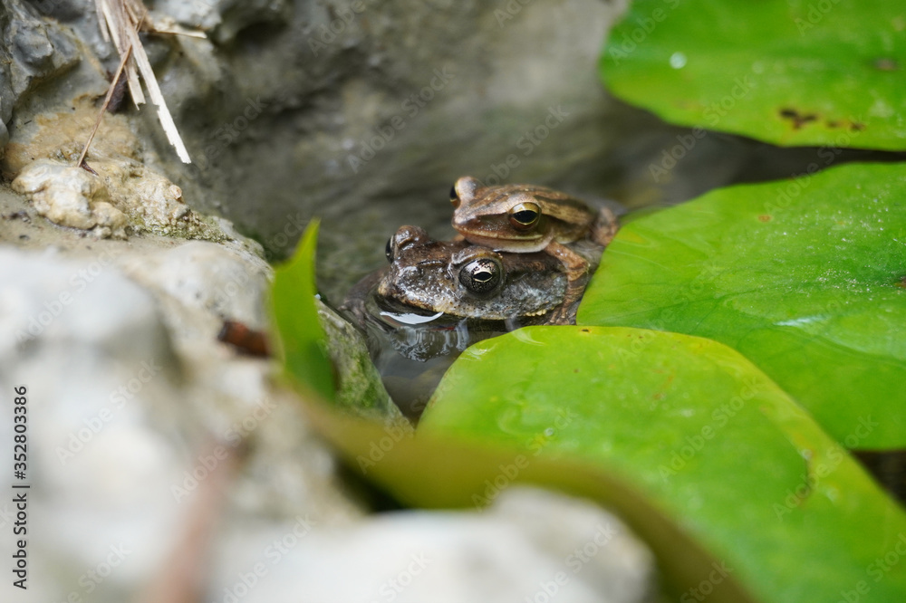 Duttaphrynus melanostictus is one of the common toads found in open areas along river banks. A toad resting at the waterlily pond with a small frog on it. Duttaphrynus melanostictus is one of the common toads found in open areas along river banks. A toad resting at the waterlily pond with a small frog on it.