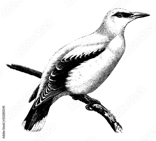 Golden Oriole, vintage illustration.