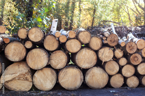 Wooden Logs with Forest on Background. Trunks of trees cut and stacked in the foreground. Pile of wood logs on edge of forest. Stacked Firewood. Log trunks pile  logging timber wood industry. firewood