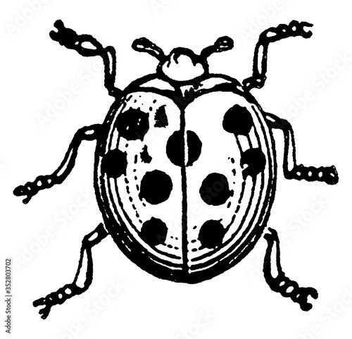 Ladybug, vintage illustration.