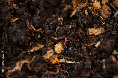 Earthworms and compost bin. Worm composting is using worms to recycle food scraps and other organic material into a valuable soil amendment called vermicompost, or worm compost. 