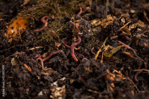 Earthworms and compost bin. Worm composting is using worms to recycle food scraps and other organic material into a valuable soil amendment called vermicompost, or worm compost.  photo