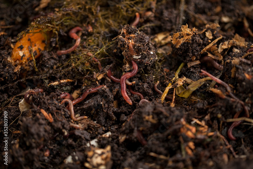 Earthworms and compost bin. Worm composting is using worms to recycle food scraps and other organic material into a valuable soil amendment called vermicompost, or worm compost. 