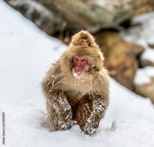 Mother with a baby Japanese macaque sitting in the snow. Japan. Nagano. Jigokudani Monkey Park. 