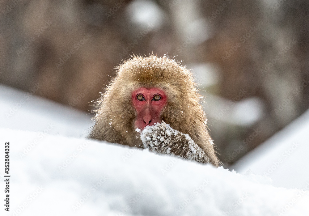 Naklejka premium Japanese macaque sitting in the snow. Japan. Nagano. Jigokudani Monkey Park.