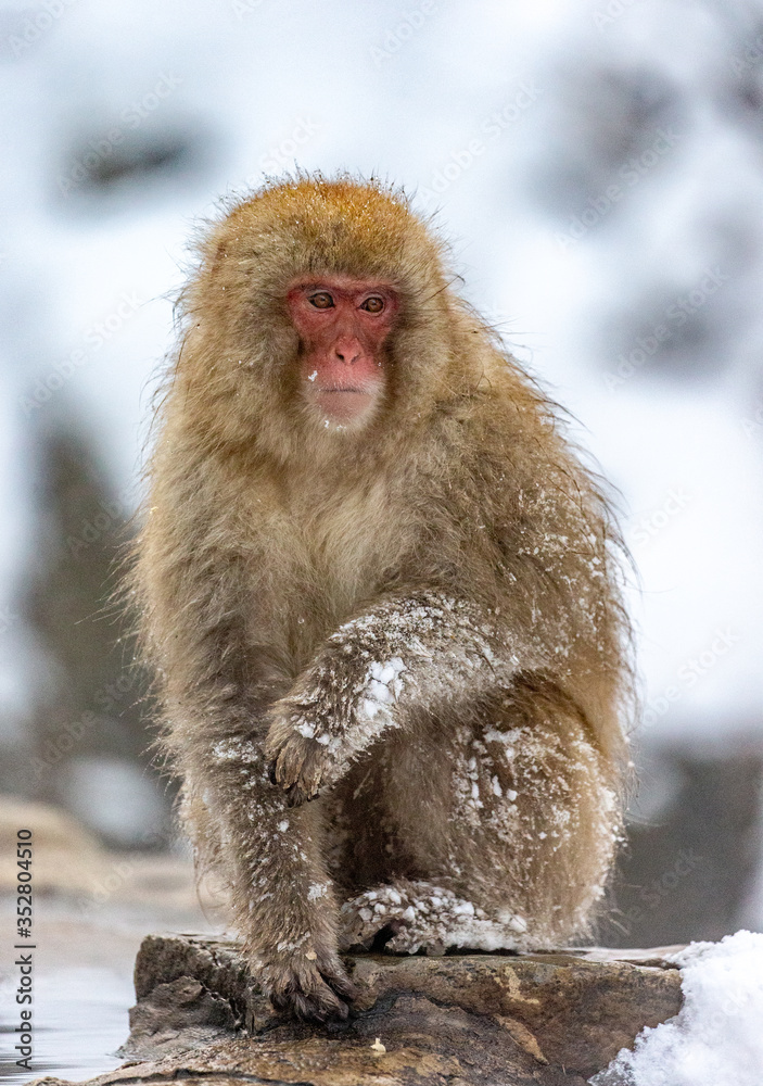 Japanese macaque is sitting on the rocks. Japan. Nagano. Jigokudani Monkey Park. Japanese macaque is sitting on the rocks. Japan. Nagano. Jigokudani Monkey Park.