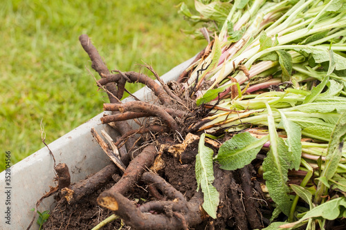 Fresh harvesting Comfrey roots (Symphytum officinale) . Comfrey is used in herbal medicine