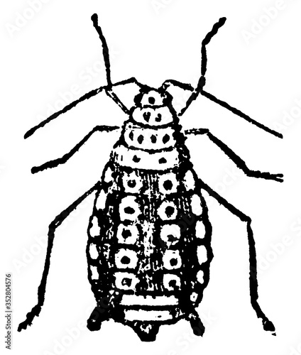 Apple Plant Louse, vintage illustration.