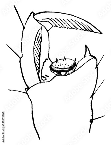 Hog louse, vintage illustration.