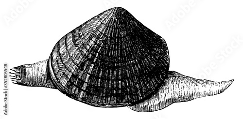 Clam, vintage illustration.