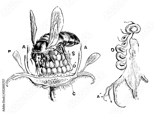 Bee Gathering Nectar, vintage illustration.