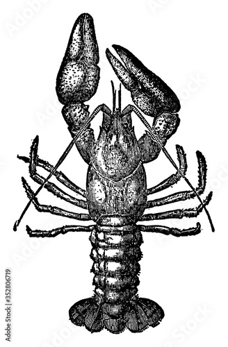 Crawfish or Crayfish, vintage illustration.