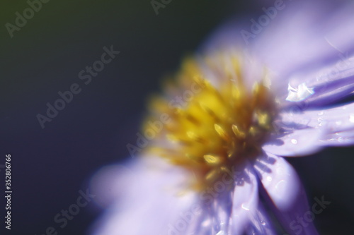 Macro shot of the flower and insect