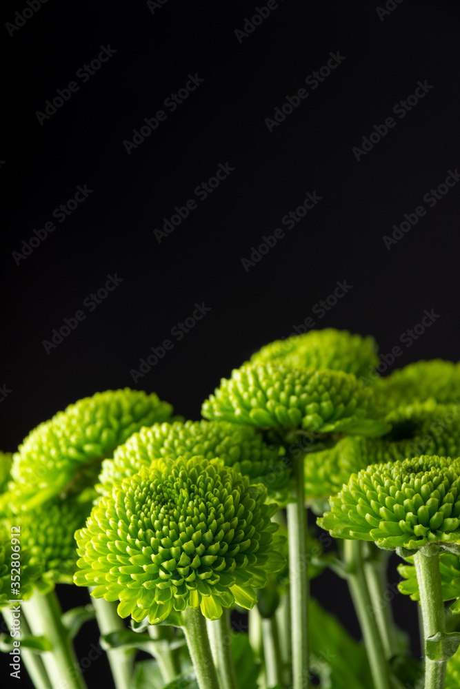 Close-up of green chrysanthemum bouquet, with selective focus, black background, vertical, with copy space