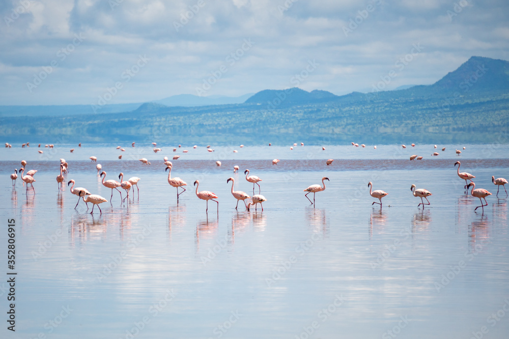 Big Group of Pink Lesser Flamingo at Lake Natron, Tanzania, Africa