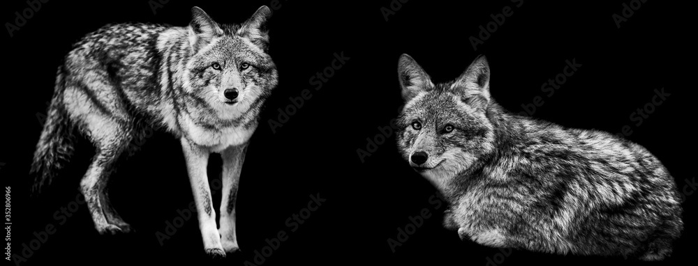 Template of coyote in B&W with black background