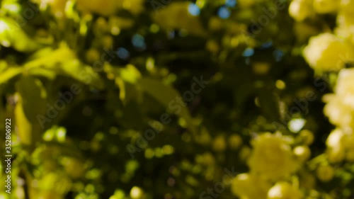 黄色い花の抽象 スロー撮影